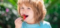 Happy child eats strawberries. Kids pick fresh organic strawberry. Royalty Free Stock Photo