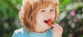 Happy child eats strawberries. Kids pick fresh organic strawberry. Royalty Free Stock Photo