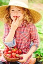 Happy child girl in hat and plaid dress picking strawberries on sunny country walk