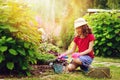 Happy child girl playing little gardener and helping in summer garden, wearing hat and gloves Royalty Free Stock Photo