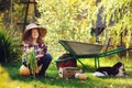 Happy child girl with spaniel dog playing little farmer in autumn garden and picking vegetable harvest Royalty Free Stock Photo