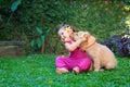 Happy child play and hug family pet - labrador puppy Royalty Free Stock Photo