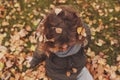 Happy child playing with leaves in autumn. Seasonal outdoor activities with kids Royalty Free Stock Photo