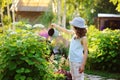 happy child playing little gardener and watering hydrangea bush in sunny summer garden, little helper concept