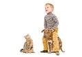 Happy child playing with a pitbull puppy and curious cat Royalty Free Stock Photo