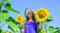happy childhood. kid wear straw summer hat. child in field of yellow flowers. teen girl in sunflower field. concept of Royalty Free Stock Photo