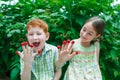 Happy children eating raspberry from fingers in summer garden Royalty Free Stock Photo