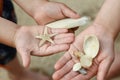 in the happy children's hands shells in nature by the sea background Royalty Free Stock Photo