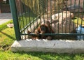 Happy chimpanzee funny sitting behind bars in a cage in the zoo. Animals in captivity