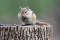 Chubby Chipmunk Royalty Free Stock Photo