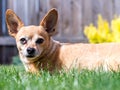 Happy Chiweenie Sitting in Grass on Sunny Day Royalty Free Stock Photo