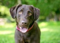 A happy Chocolate Labrador Retriever dog outdoors Royalty Free Stock Photo