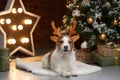 christmas dog. jack russell in a festive home interior. holidays with a pet