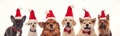 Happy christmas dogs in a line wearing santa hats Royalty Free Stock Photo