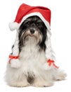 Happy Christmas havanese dog Royalty Free Stock Photo