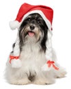 Happy Christmas havanese dog