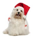 Happy Christmas havanese dog Royalty Free Stock Photo