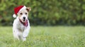 Happy christmas santa pet dog puppy running Royalty Free Stock Photo