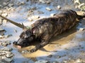 Happy clean domestic dog lies into a mud puddle and lapping a dirty water outdoor in sunny day, selective focus.