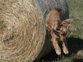 Happy cocker spaniel jumping from hay ball Royalty Free Stock Photo