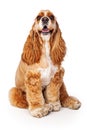 Happy Cocker Spaniel Sitting Royalty Free Stock Photo