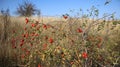 Wild rose hips on the background of autumn grass