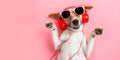 Happy colourful dog chilling listening to music wearing headphones.