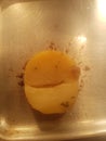 Happy potato