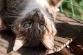 Happy, contented cat with green eyes relaxes lying with its paws up, on the balcony in the sun.