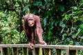 Happy contented orangutan with a large grin