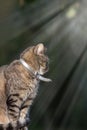 Happy contented pet. Domestic tabby cat with silver collar sitti Royalty Free Stock Photo