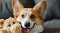 Happy corgi dog adorably brings its cherished plush toy to play with its loving owner