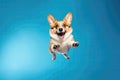 Happy Corgi Dog In Jumping, In Flight On Blue Background. Generative AI