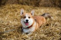Happy corgi dog Laing on hay smiling with tongue out