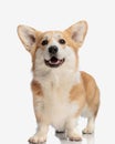 happy corgi dog panting with tongue out