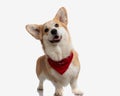 happy corgi puppy with red bandana standing