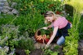 Happy countrywoman with a basket with carrotts in her garden