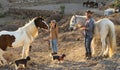 Happy couple having fun with horses inside stable - Young farmers sharing time with animals in corral ranch Royalty Free Stock Photo