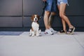 Happy couple outdoors walking with their beagle dog. Family and lifestyle concept Royalty Free Stock Photo