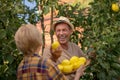 Happy couple picking lemons in the garden