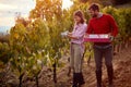 Happy couple at a vineyard. couple harvesters grape in vineyard