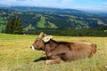 Happy cow lying relaxed in alpine pasture landscape