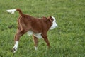 Happy cow calf frolicking in green pasture. Hereford beef cattle Royalty Free Stock Photo