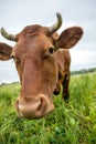 A brown cow eats grass in a meadow in spring. Royalty Free Stock Photo