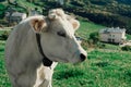Happy cow free range grass fed in the mountains Royalty Free Stock Photo