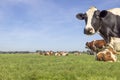 Happy cow in front of landscape, green grass in field and blue sky Royalty Free Stock Photo