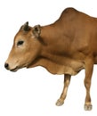 Happy cow isolated Royalty Free Stock Photo