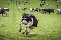 Happy cow jumping down a green field Royalty Free Stock Photo