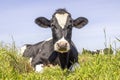 Happy cow lying down in high green grass, relaxing in the meadow, seen from the front under a blue sky Royalty Free Stock Photo