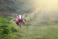 Happy cow running and jumping out of summer stable into meadow Royalty Free Stock Photo